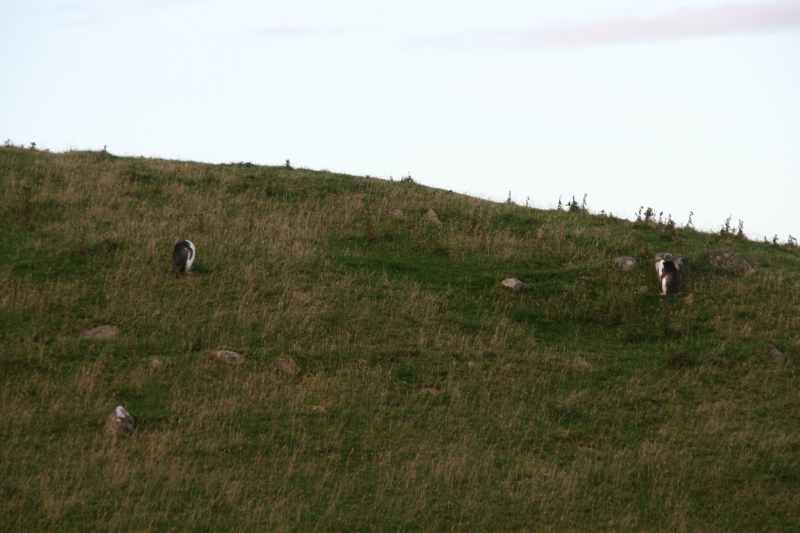 Nieuw-Zeeland 2011 - 2049